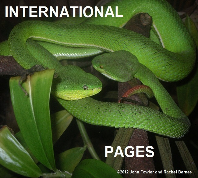 International pages